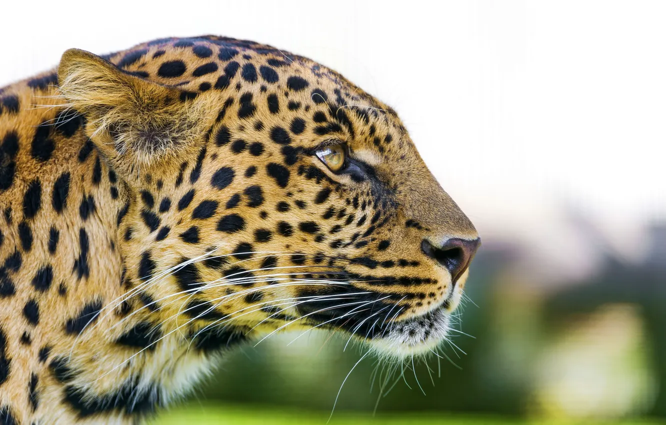 Фото обои взгляд, морда, хищник, леопард, профиль, leopard, panthera pardus