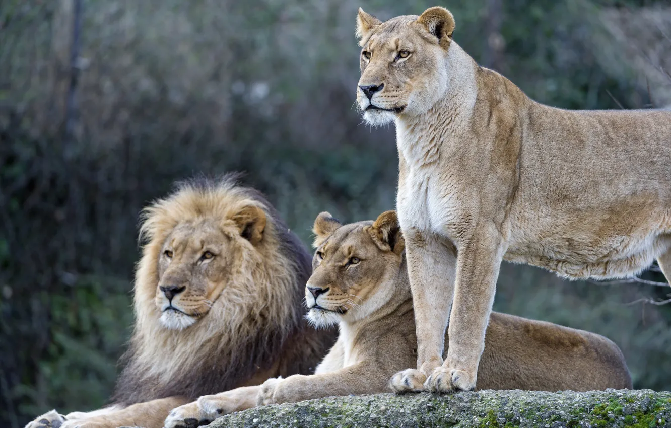 Фото обои кошки, лев, семья, львы, львица, ©Tambako The Jaguar