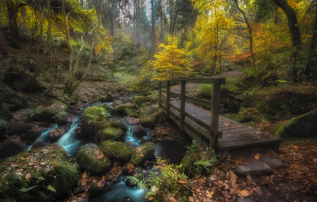 Фото обои осень, лес, пейзаж, природа, ручей, камни, мостик