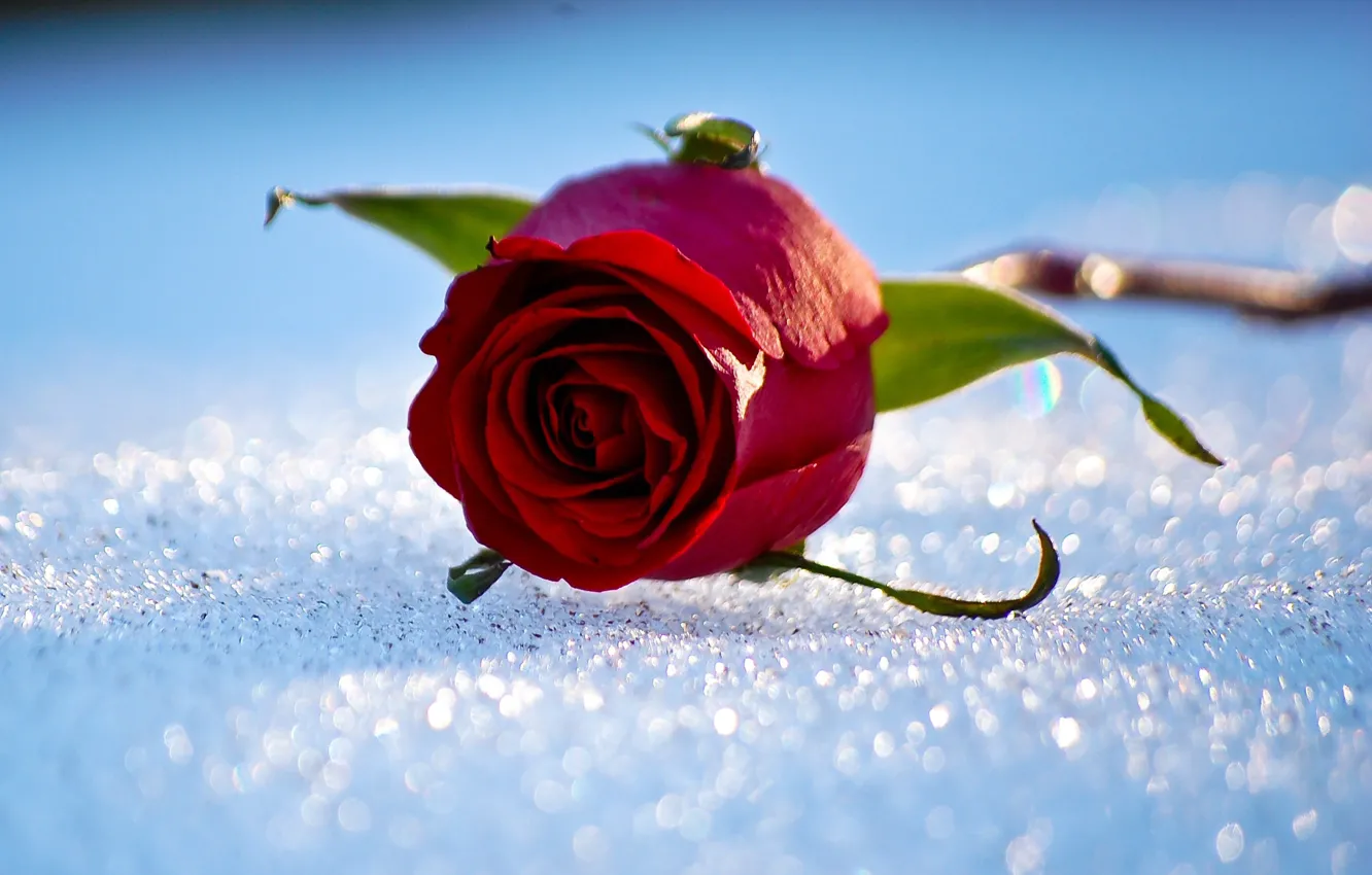 Фото обои зима, снег, роза