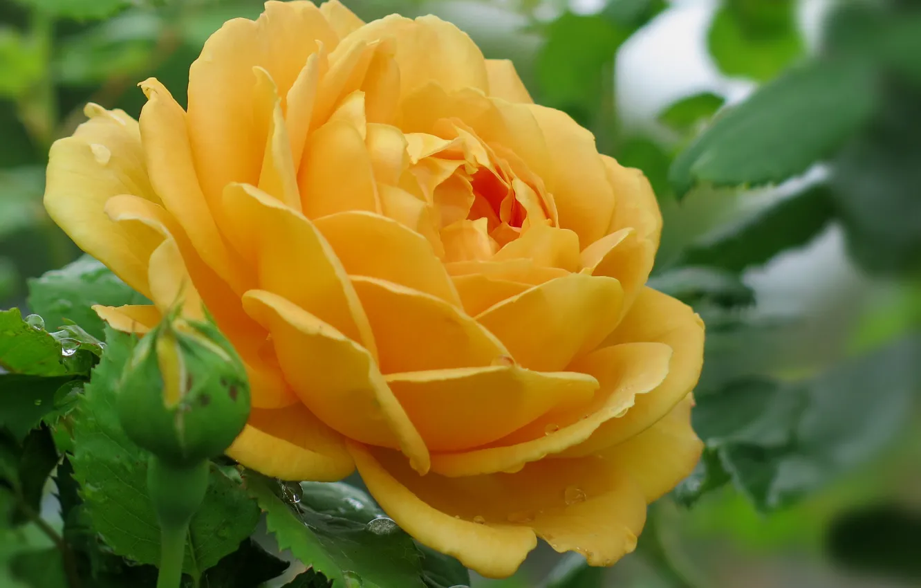 Фото обои роза, желтая, пышная