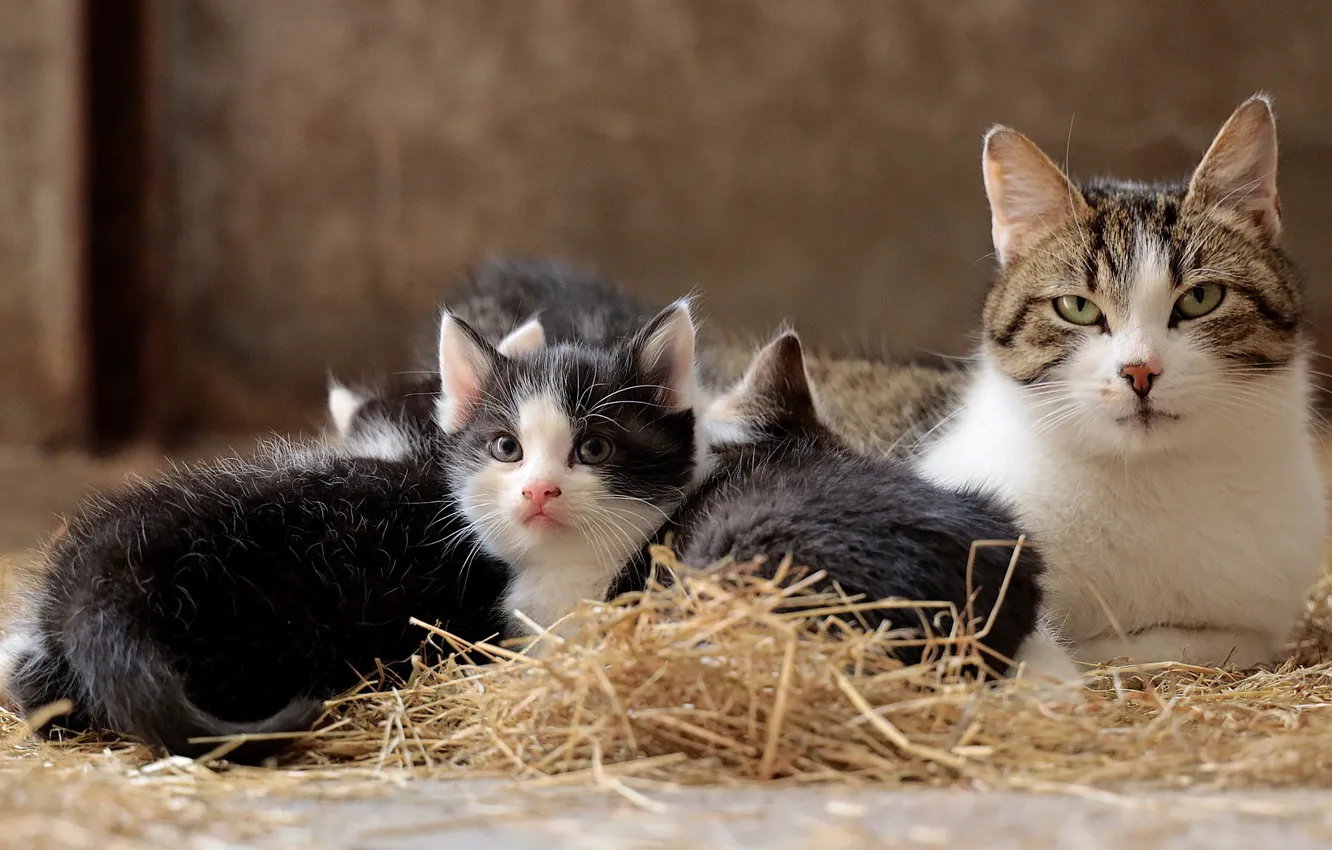 Фото обои Кошка, Котенок, Семья, Малые Кошки