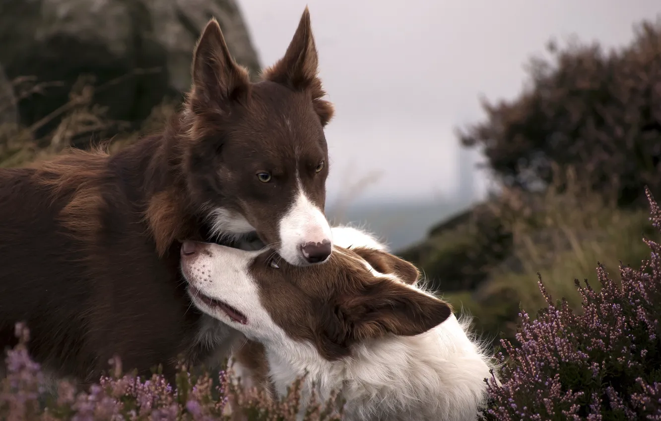 Фото обои собаки, природа, фон