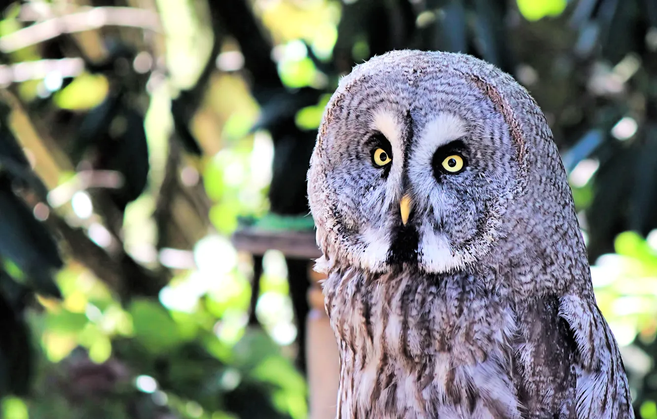 Фото обои взгляд, свет, блики, серый, сова, птица, портрет, боке