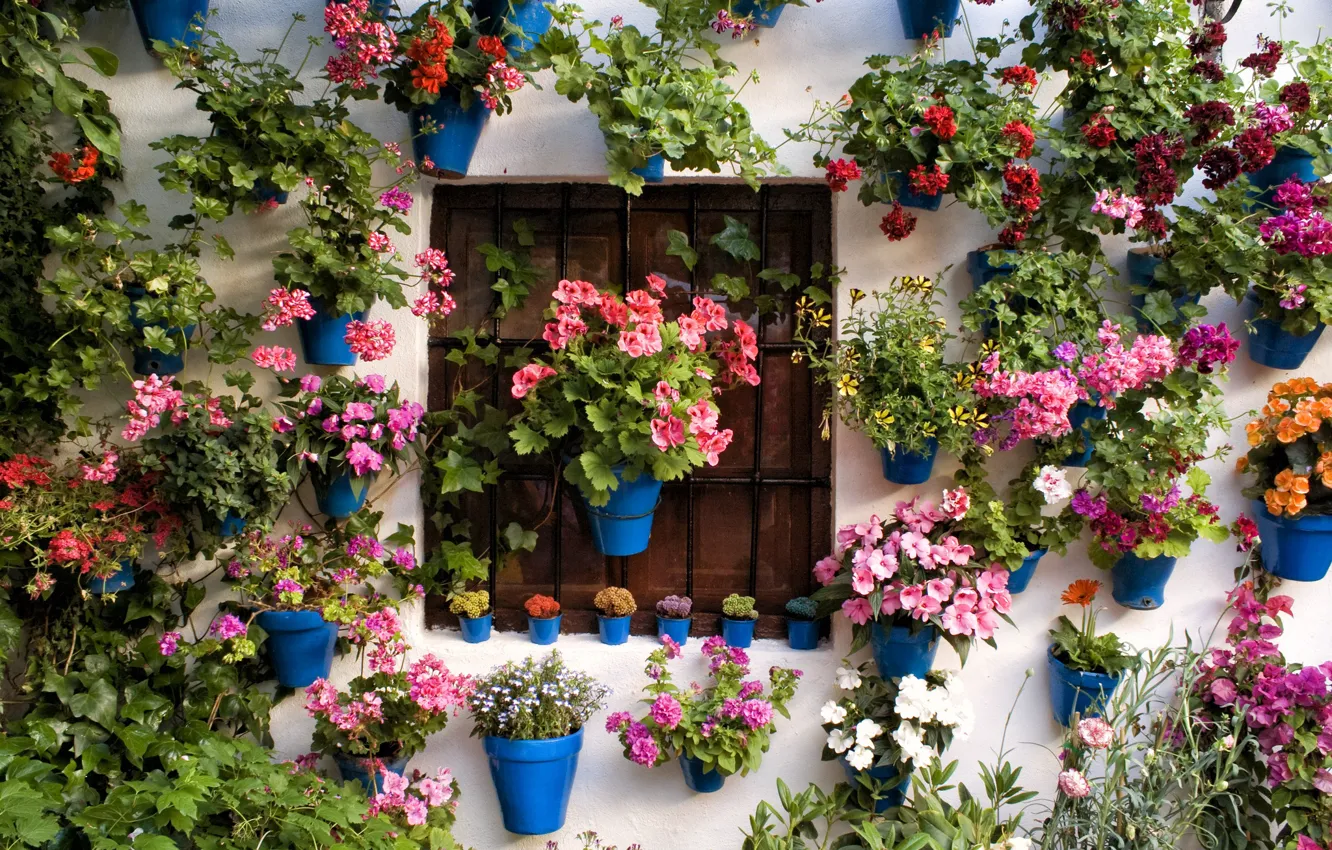 Фото обои листья, цветы, решетка, Стена, окно, горшки