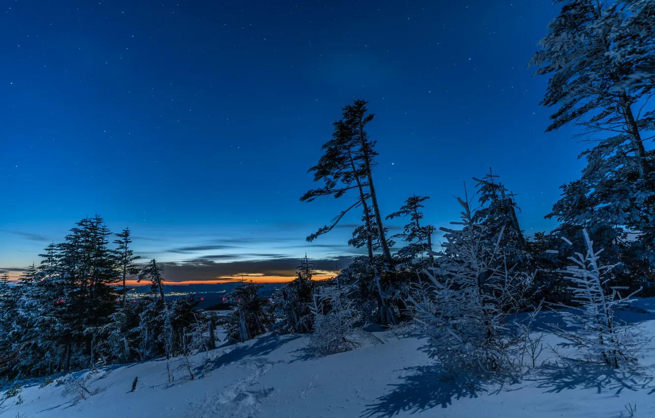 Фото обои зима, небо, звезды, снег, деревья, вечер