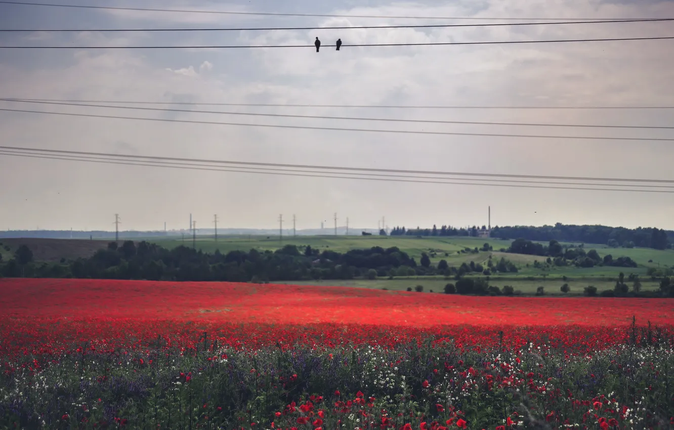 Фото обои поле, природа, лэп, Silesia, Wojkowice