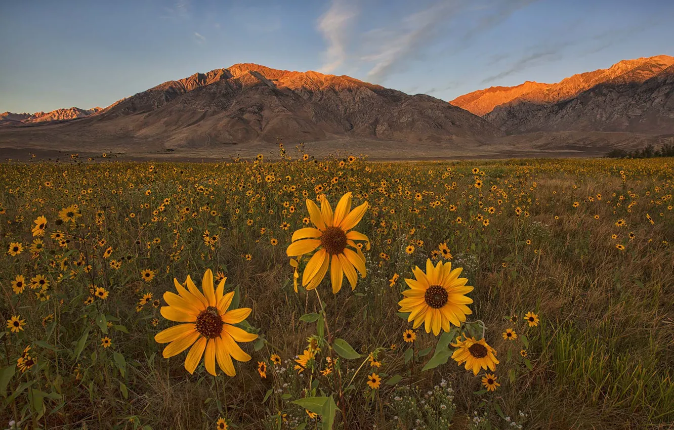 Фото обои field, flowers, mountains