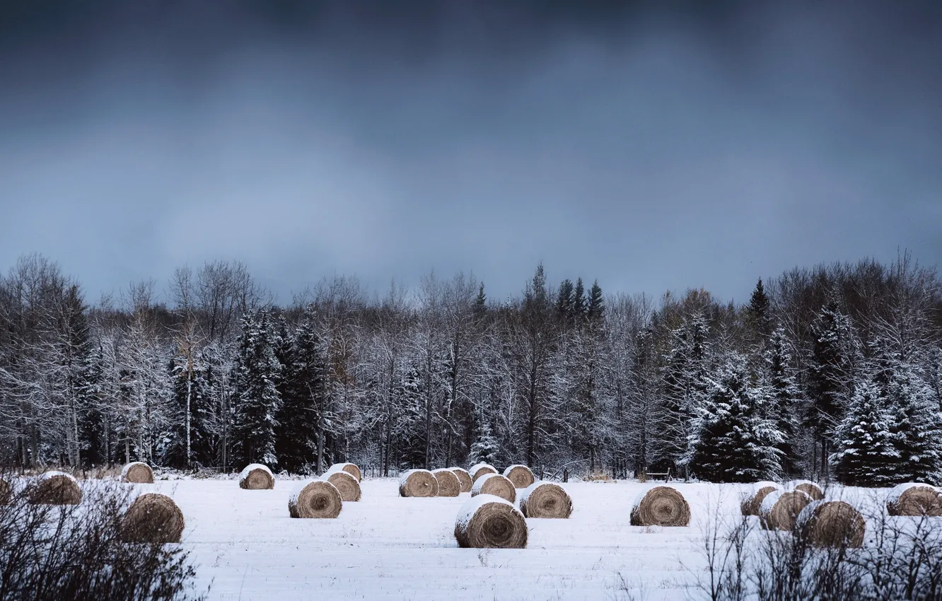 Фото обои winter, snow, countryside, farm, cloudy, hay, bales, woodland