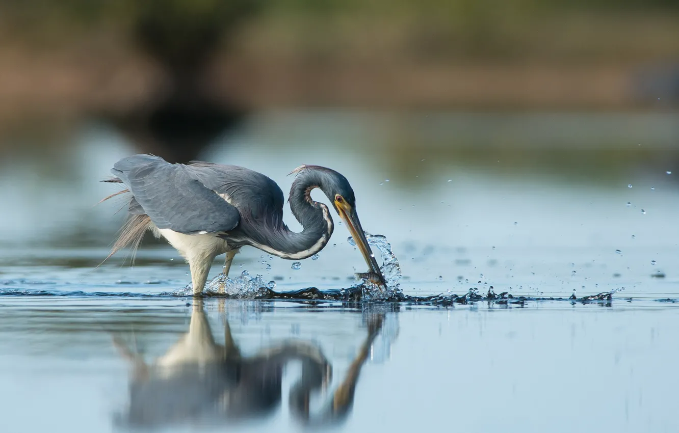 Фото обои bird, water, lake, reflection, wildlife, fishing, heron, hunting