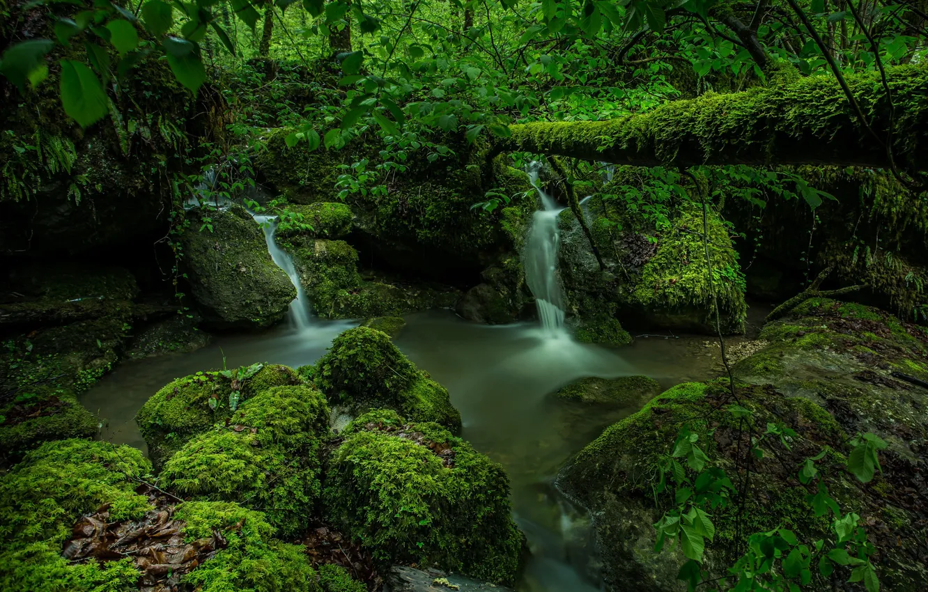 Фото обои зелень, лес, мох, Швейцария, водопады, Switzerland, ручьи, Kaltbrunnen Valley