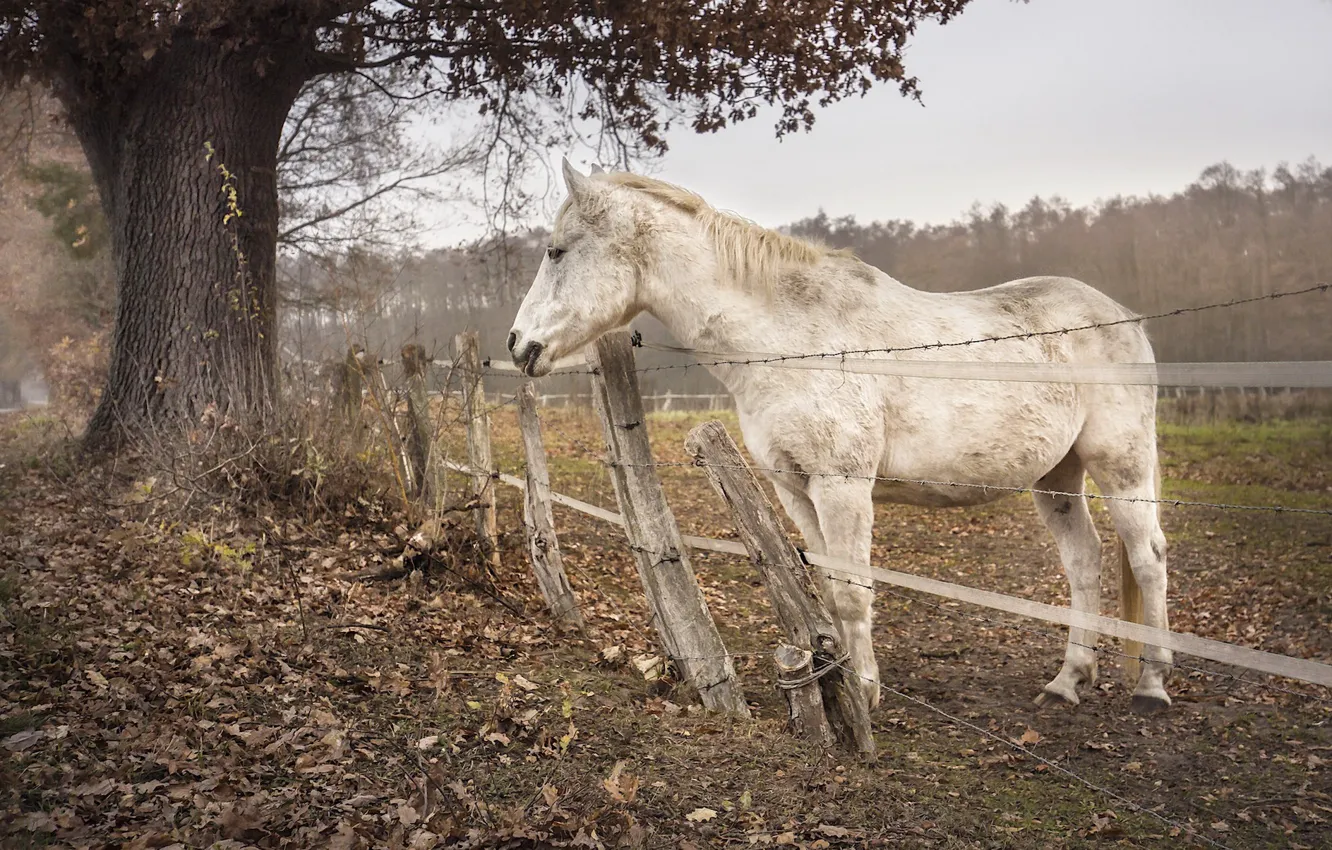 Фото обои природа, конь, забор