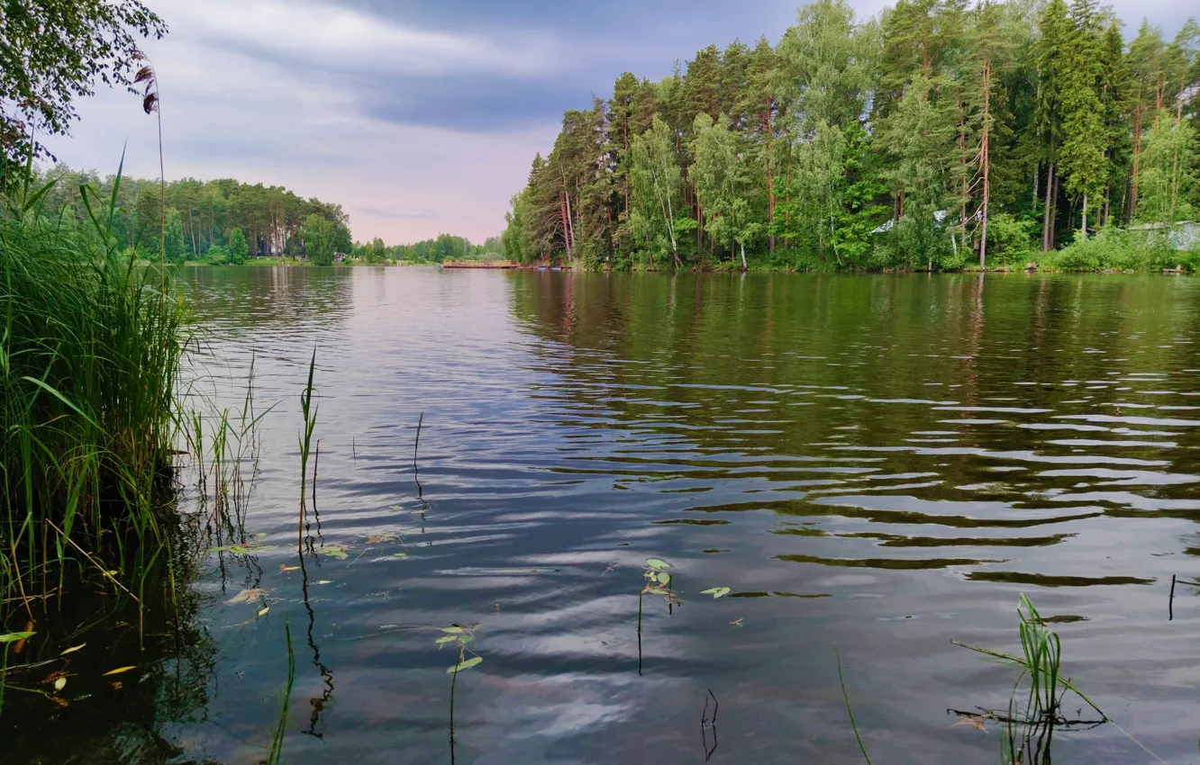 Фото обои лето, зеленая, прирада, луковое озеро