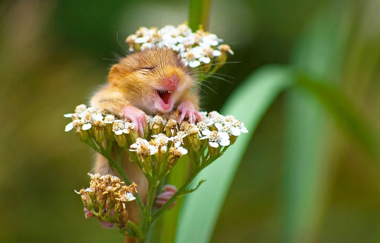 Фото обои happy, nature, smile, flowers, mouse