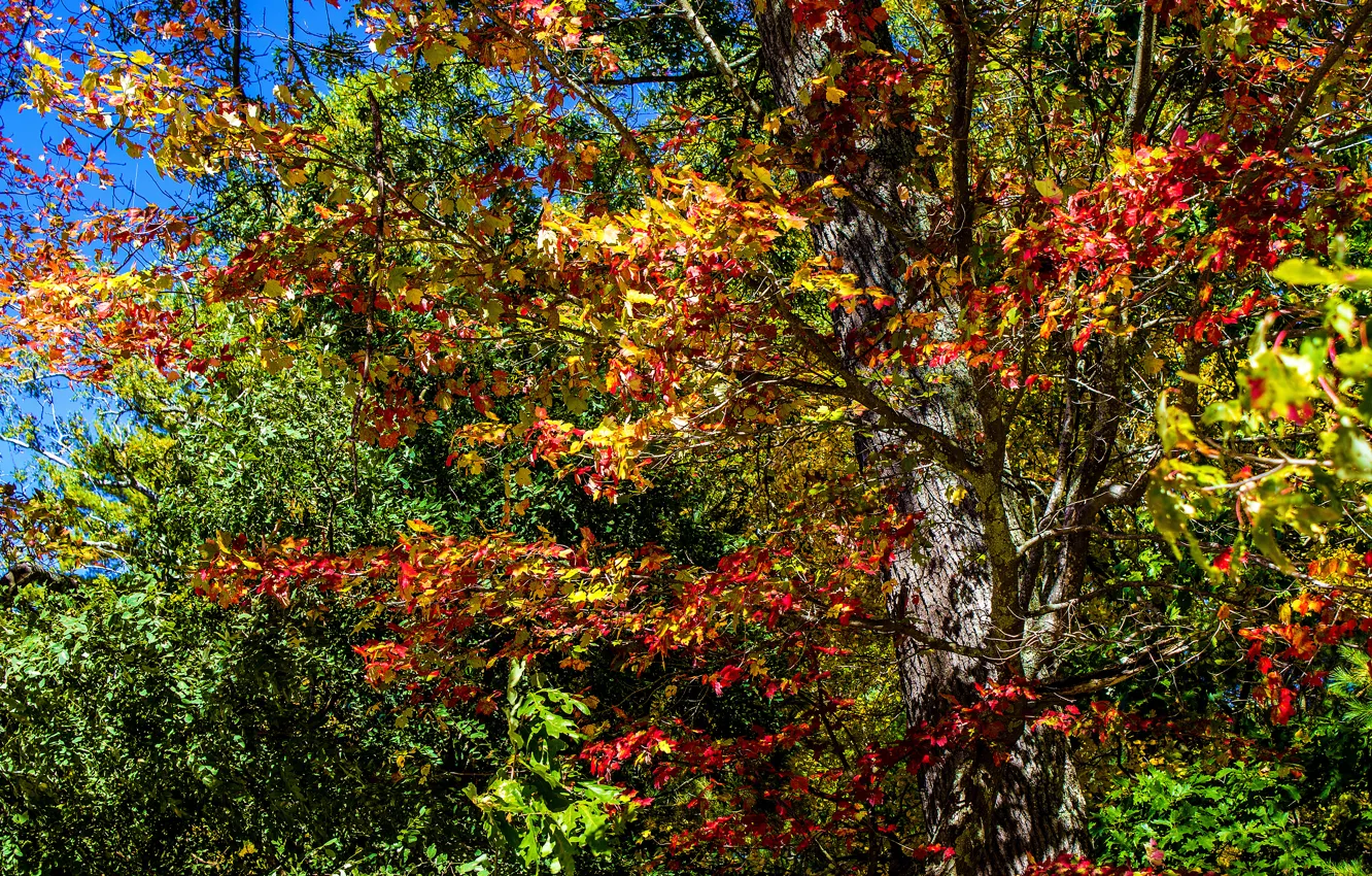 Фото обои листья, деревья, Осень, colorful, trees, autumn, leaves