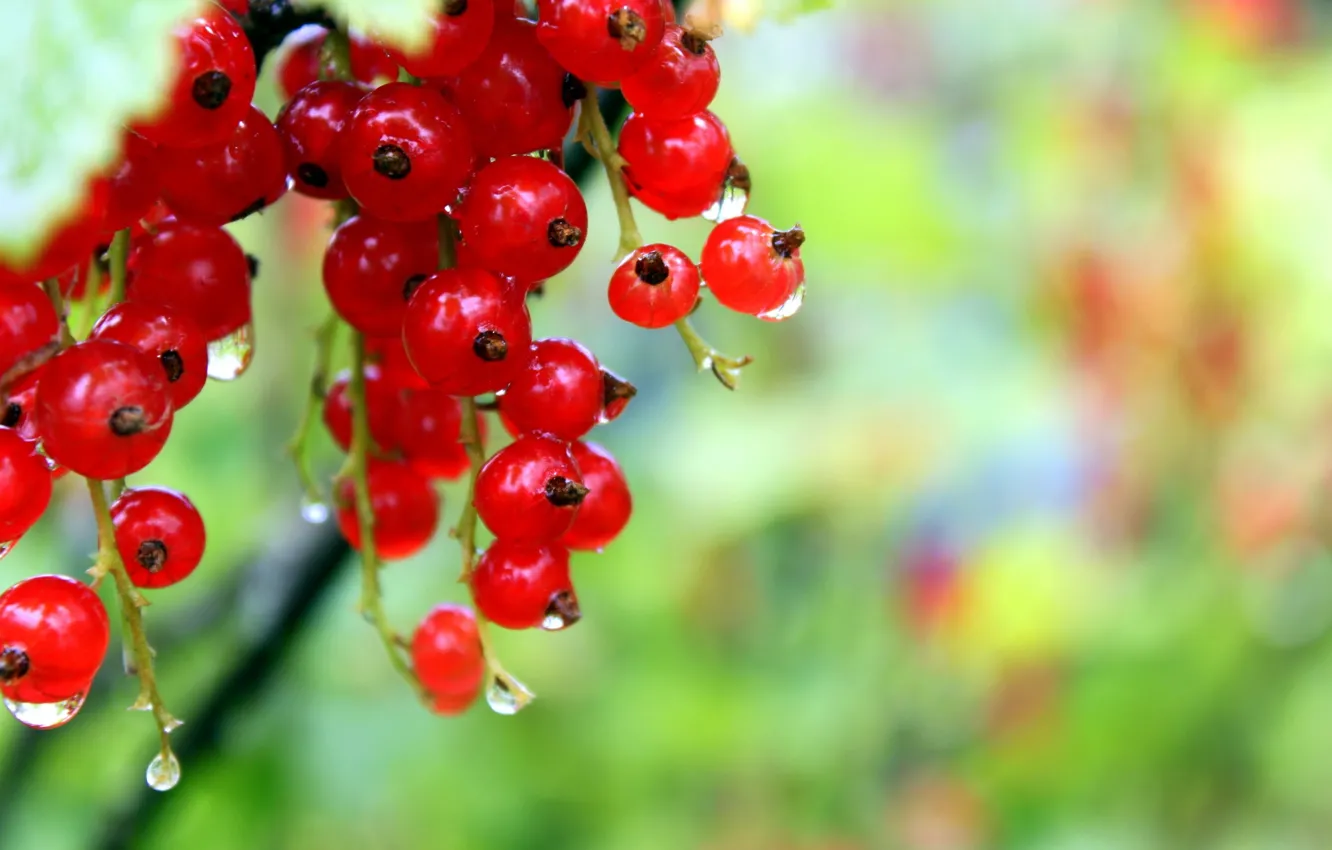 Фото обои red, Red, RED, red currant, Red Currant