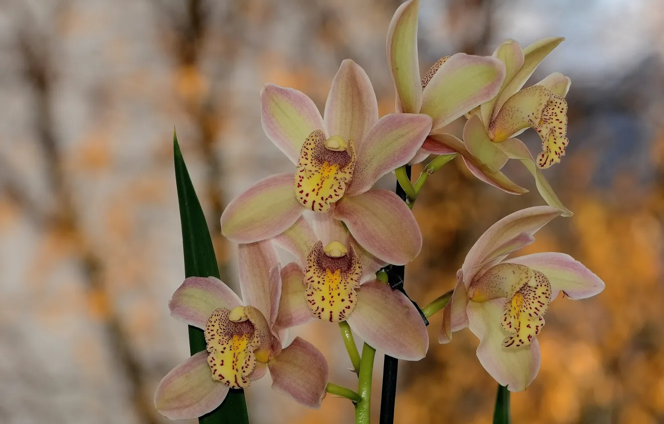 Фото обои цветы, весна, орхидея, боке, цимбидиум