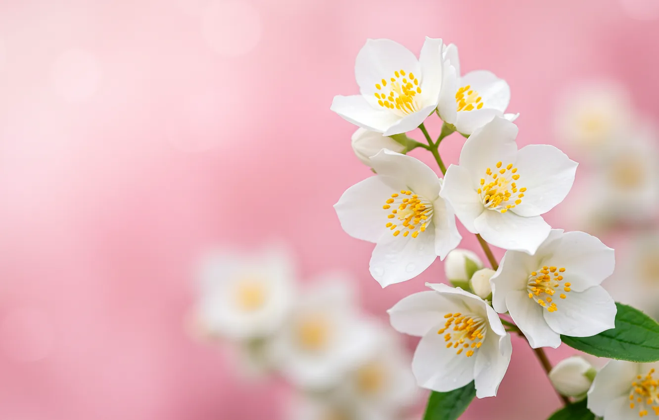 Фото обои цветы, фон, розовый, обои, весна, wallpaper, pink, flowers