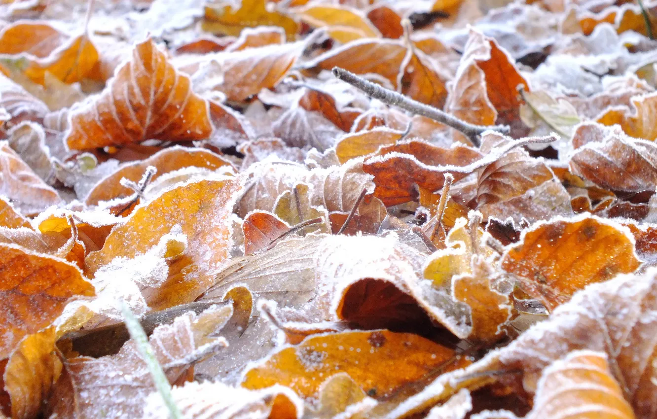 Фото обои иней, осень, листья, кристаллы