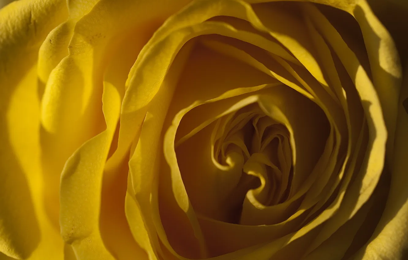 Фото обои цветок, свет, желтый, роза