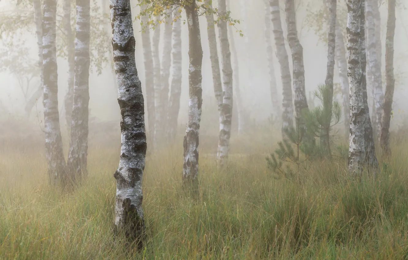 Фото обои лето, туман, берёзы