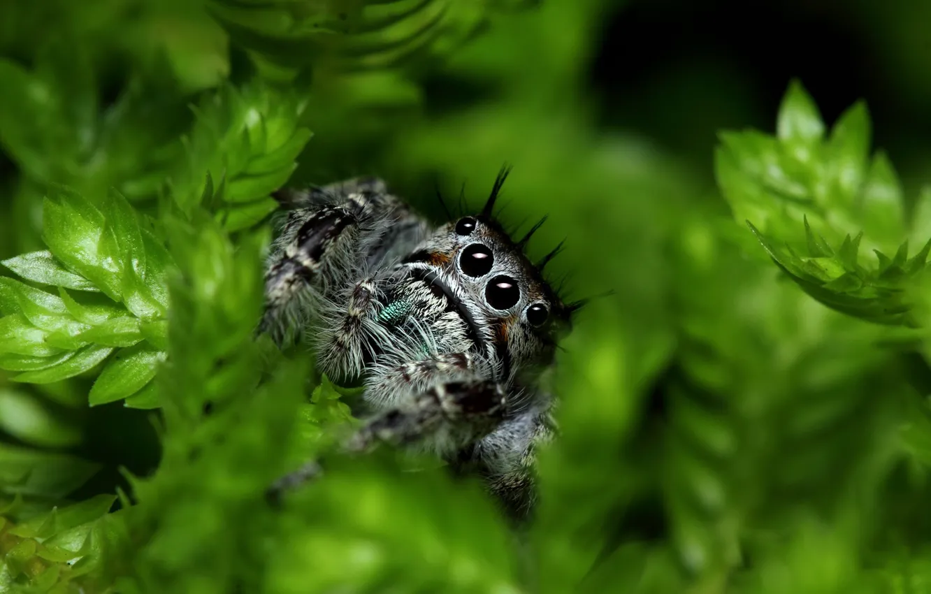 Фото обои spider, eyes, leaves, paws, vegetation, Jumping Spider, Salticidae, flycatcher spiders