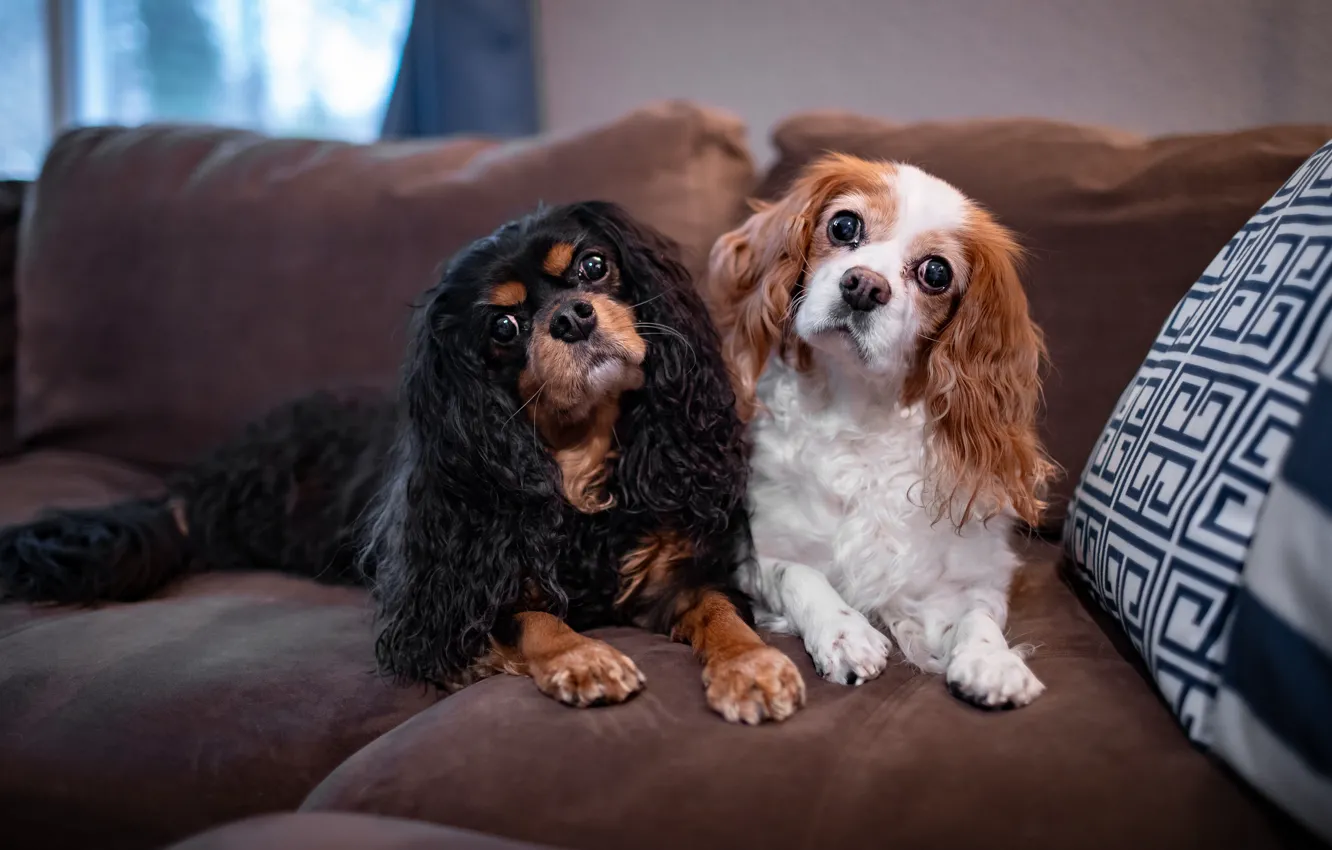 Фото обои собаки, взгляд, поза, комната, диван, вместе, две, портрет