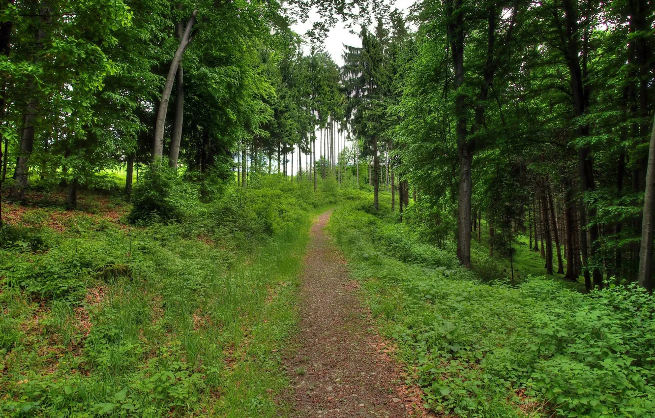 Фото обои лес, пейзаж, природа, тропа
