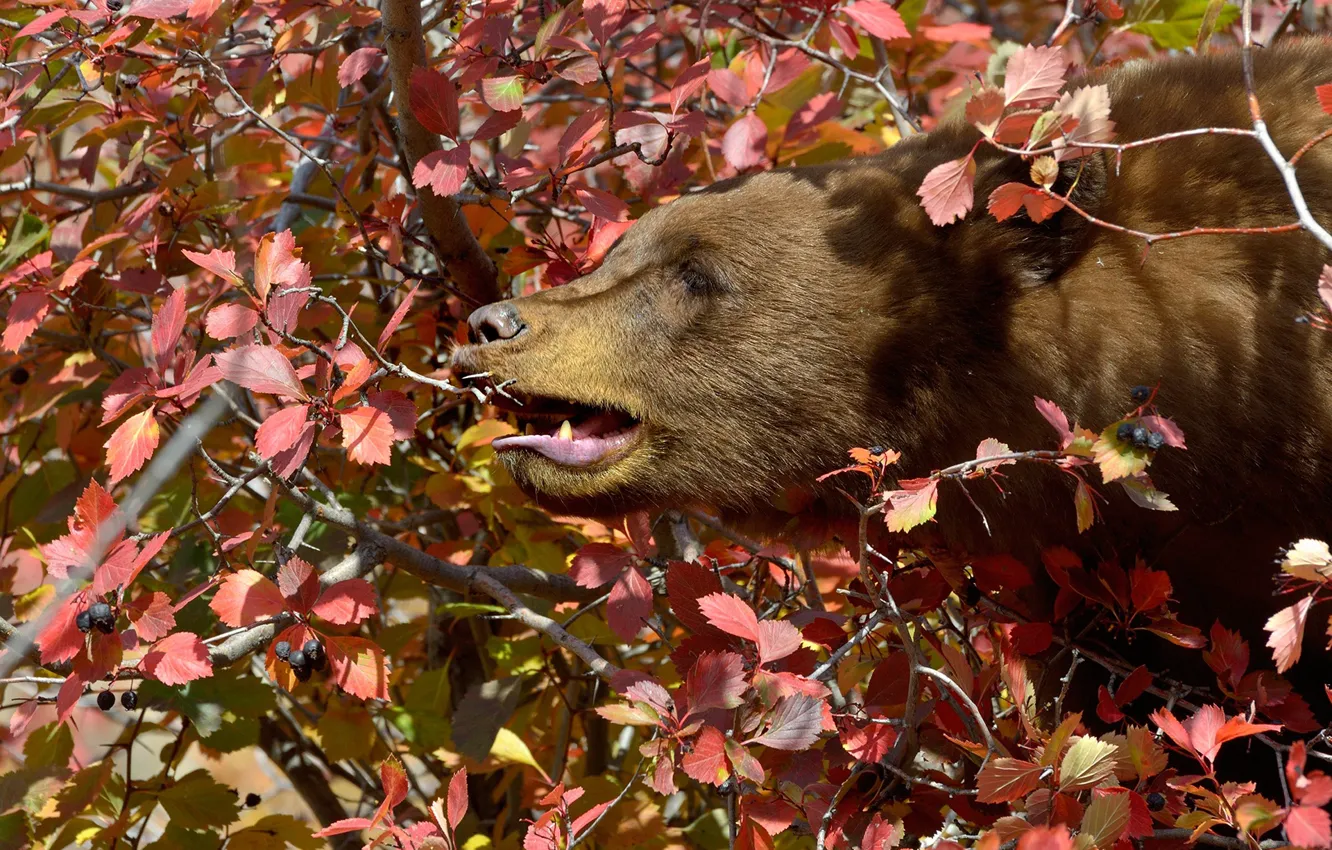 Фото обои морда, листья, ветки, дерево, медведь, профиль, топтыгин
