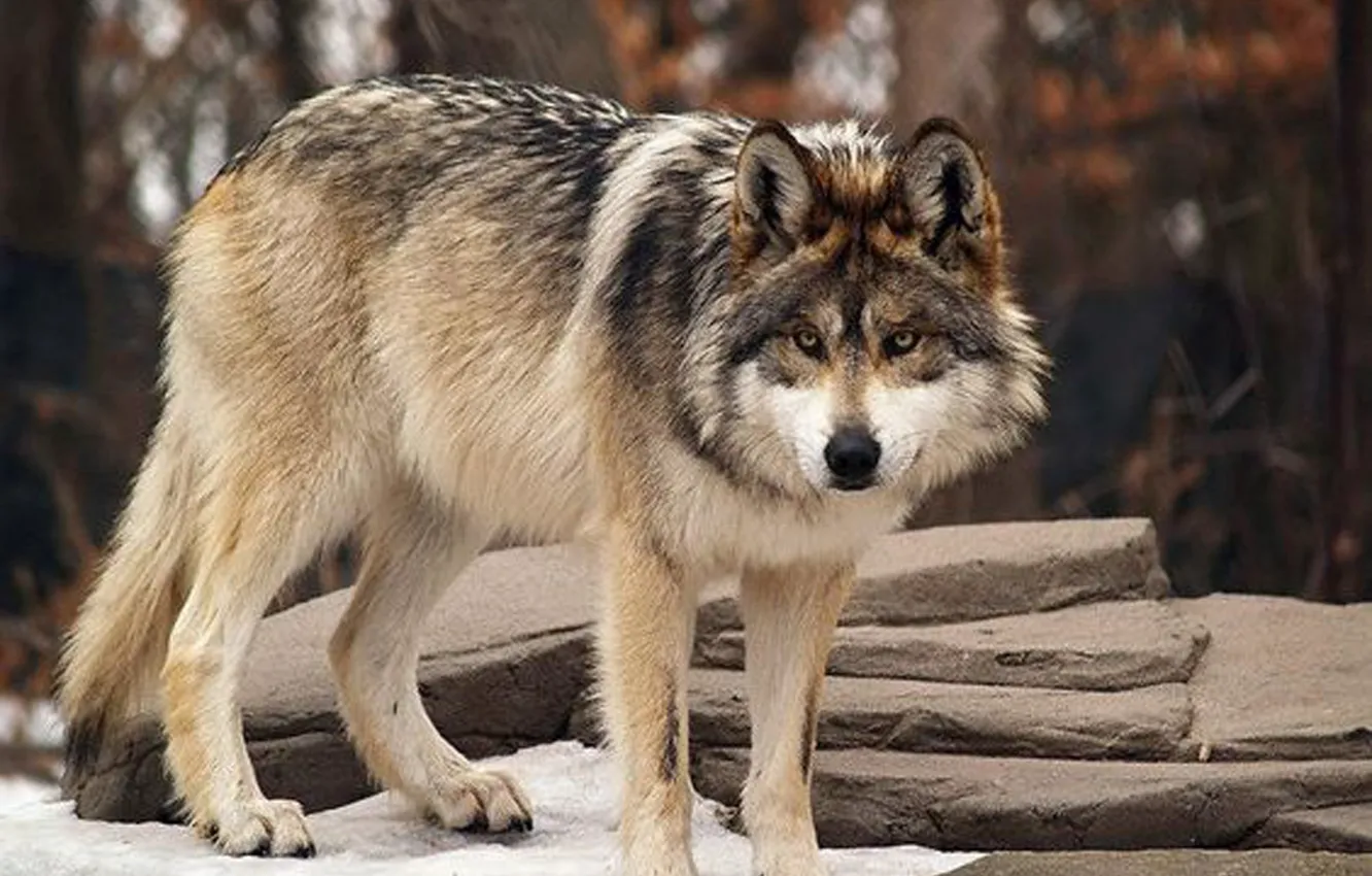 Фото обои nature, predator, animal, wolf, wildlife, portrait, portrait., Mexican Gray Wolf