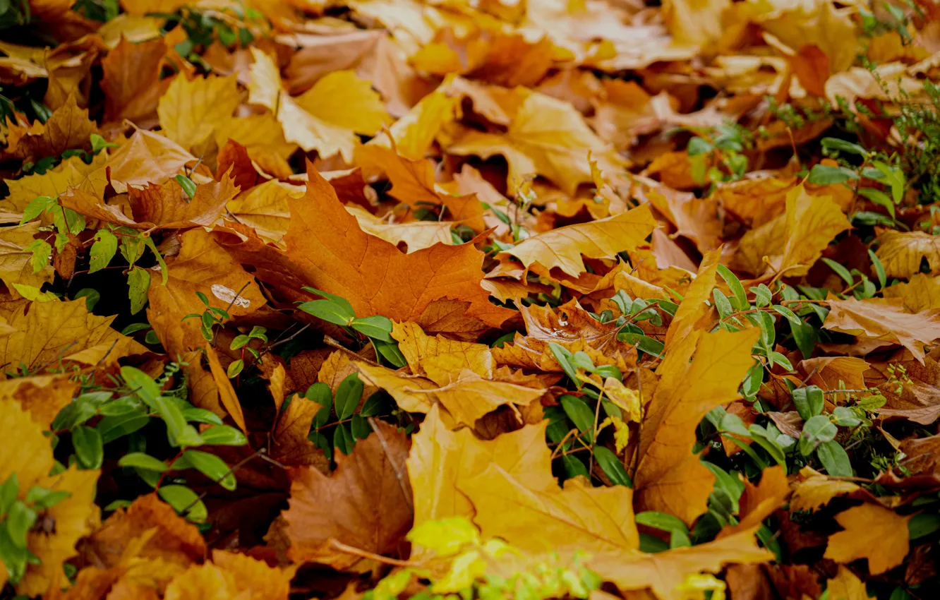 Фото обои осень, поляна, желтые, рыжие, листопад, много, кленовые, ворох листьев