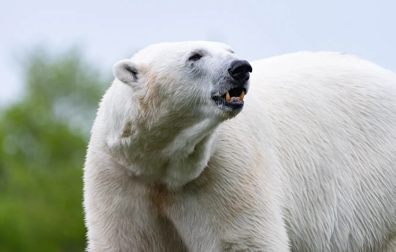 Фото обои медведь, белый медведь, полярный медведь
