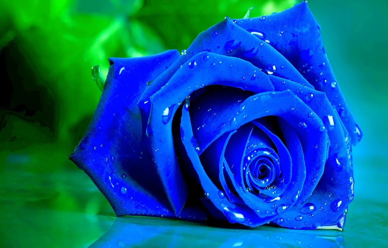 Фото обои капли, макро, роза, лепестки, бутон, синяя
