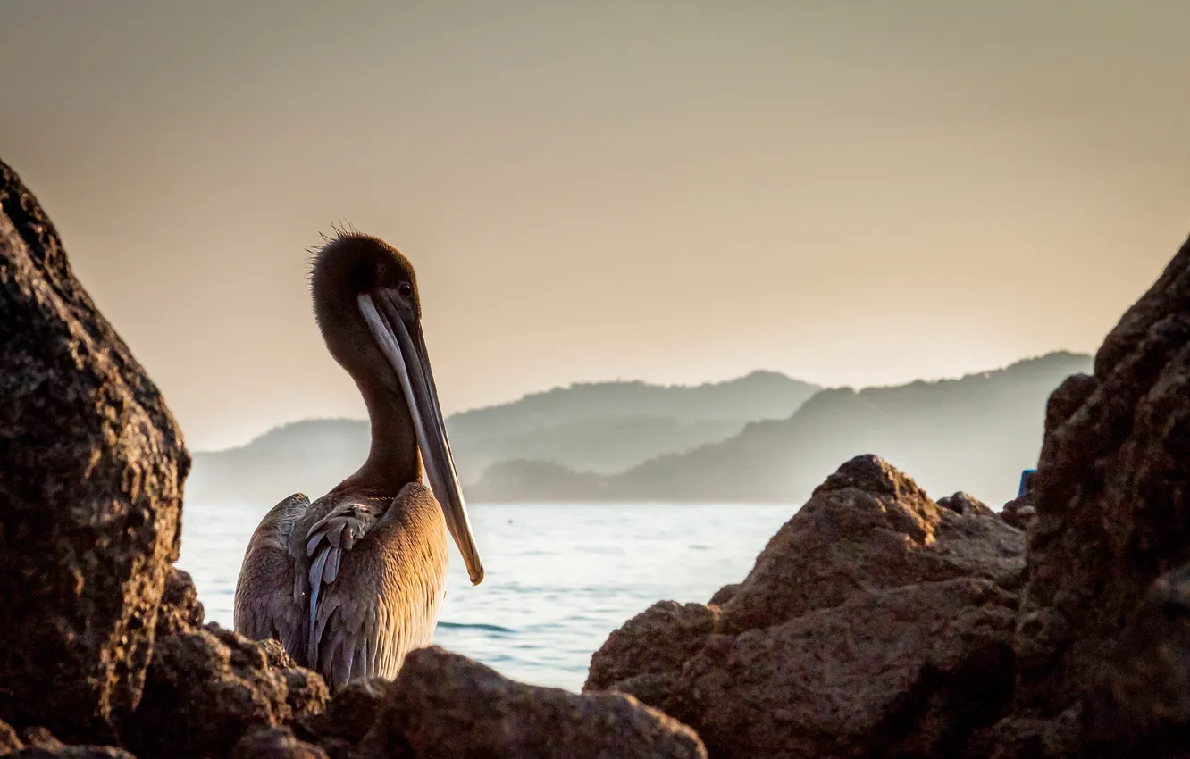 Фото обои скалы, птица, клюв, сидит, пеликан