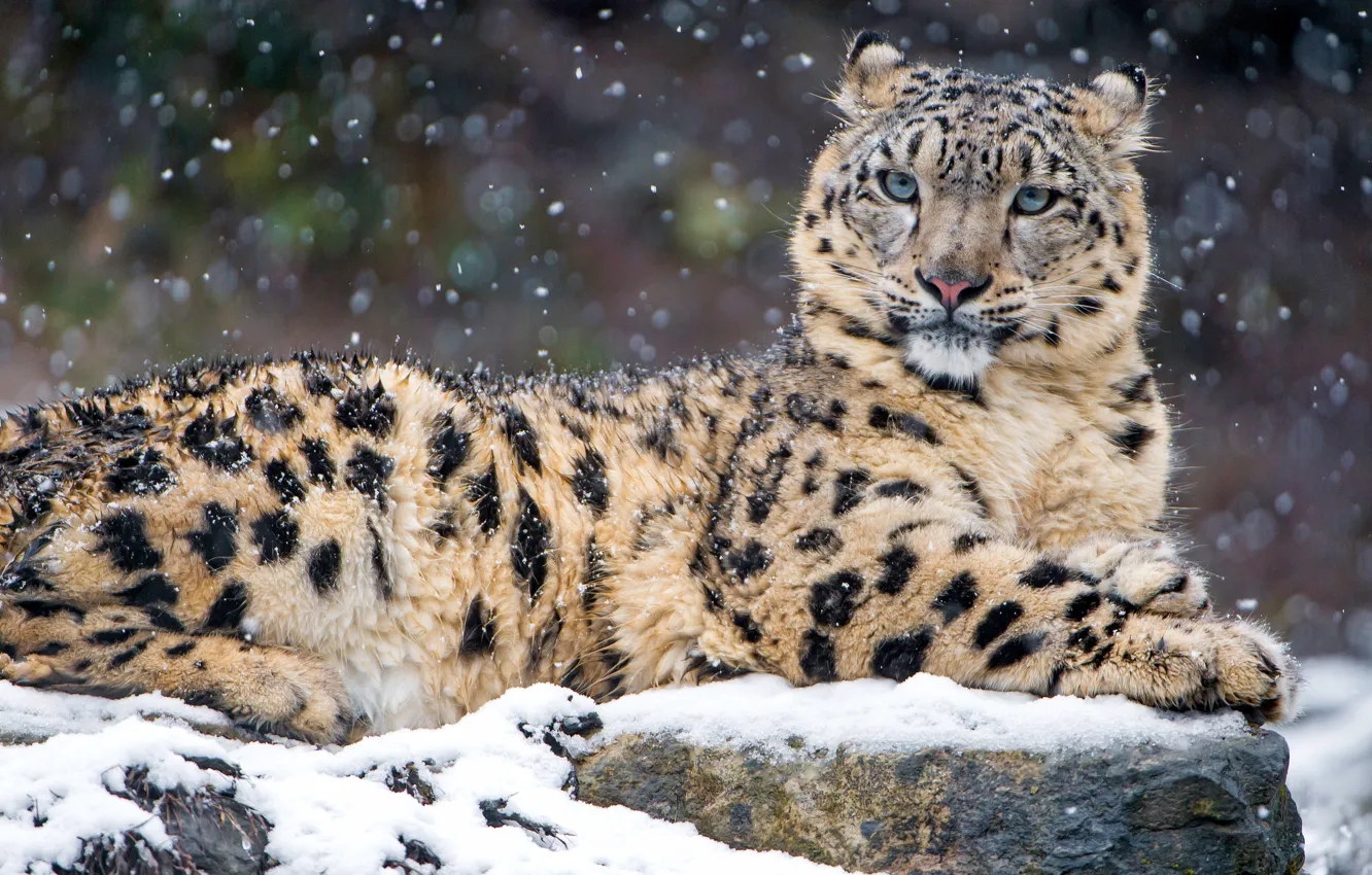 Фото обои зима, взгляд, снег, кошки, камни, фон, портрет, лежит