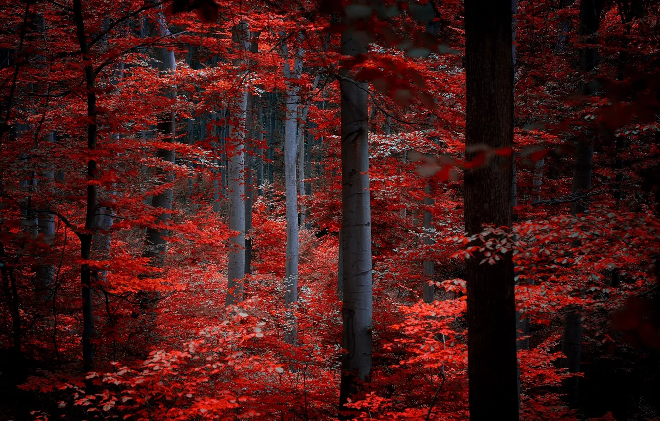 Фото обои осень, лес, листья, деревья, природа, красные, бордовые, багровые