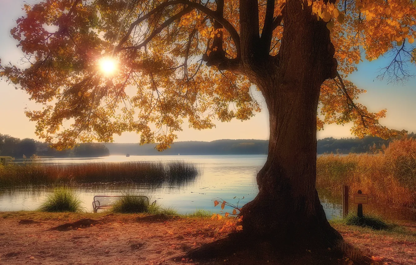 Фото обои осень, озеро, парк, дерево, Германия, камыш, Germany, Бранденбург