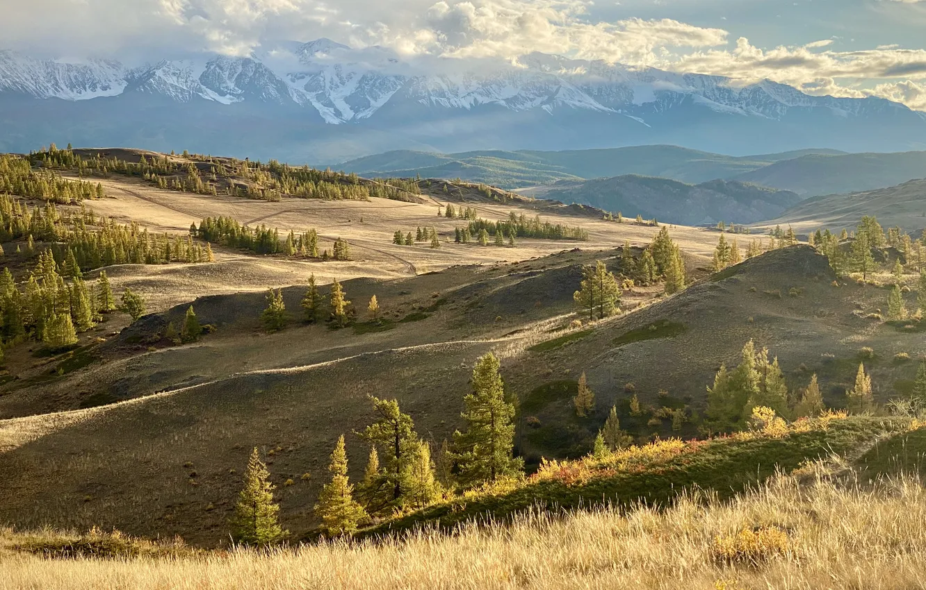 Фото обои trees, mountains, pine trees, grasslands