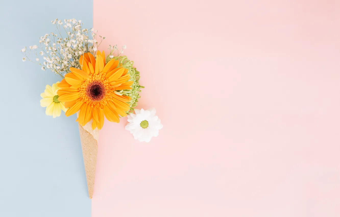 Фото обои цветы, герберы, хризантемы, сахарный рожок