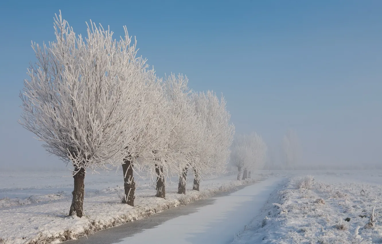 Фото обои зима, иней, снег, деревья, пейзаж, природа