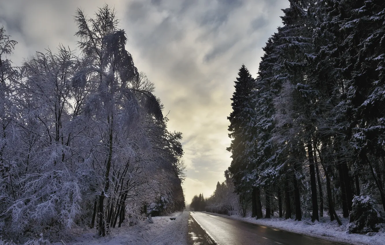 Фото обои дорога, снег, деревья, пейзаж