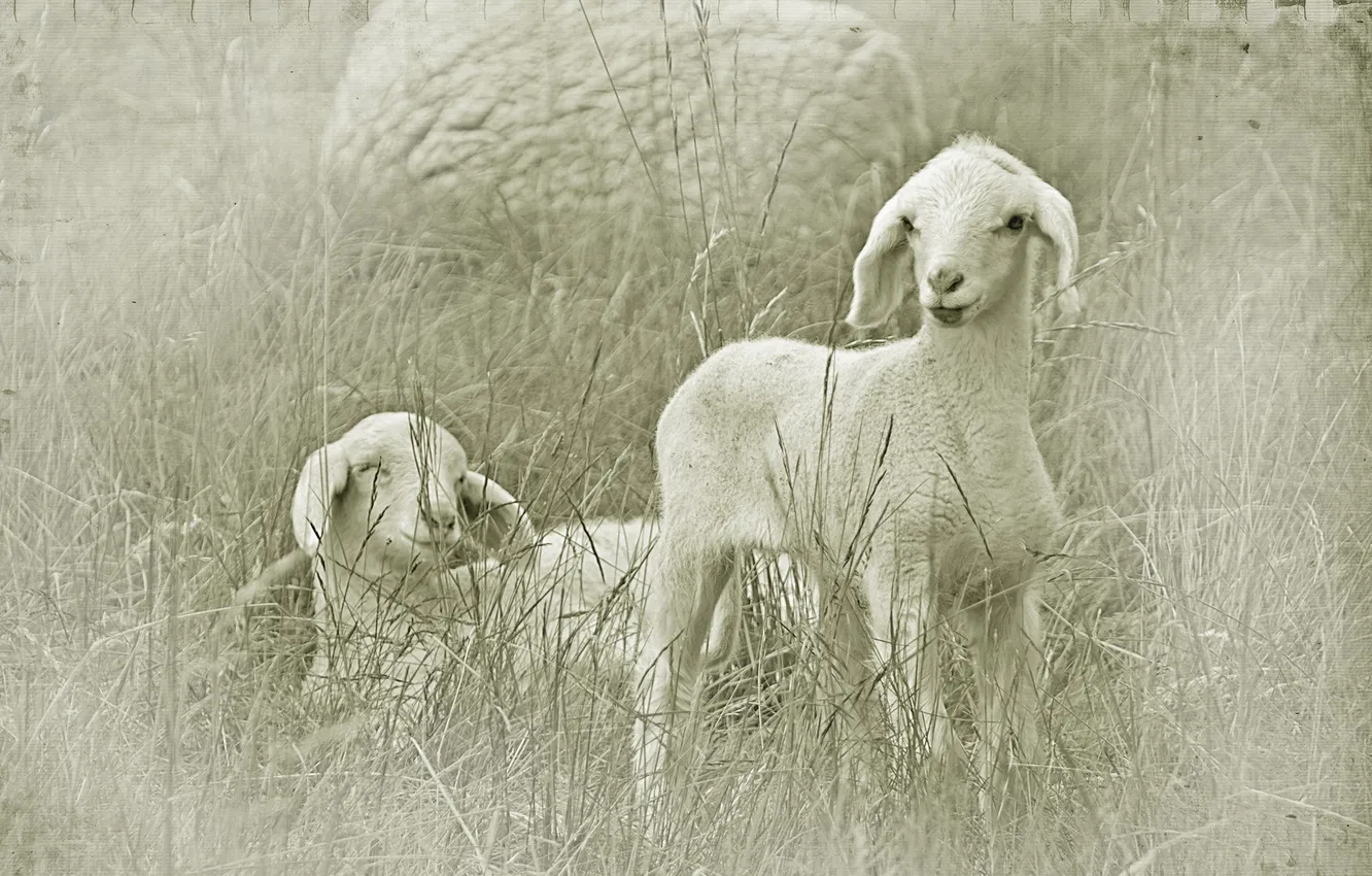 Фото обои поле, стиль, овцы