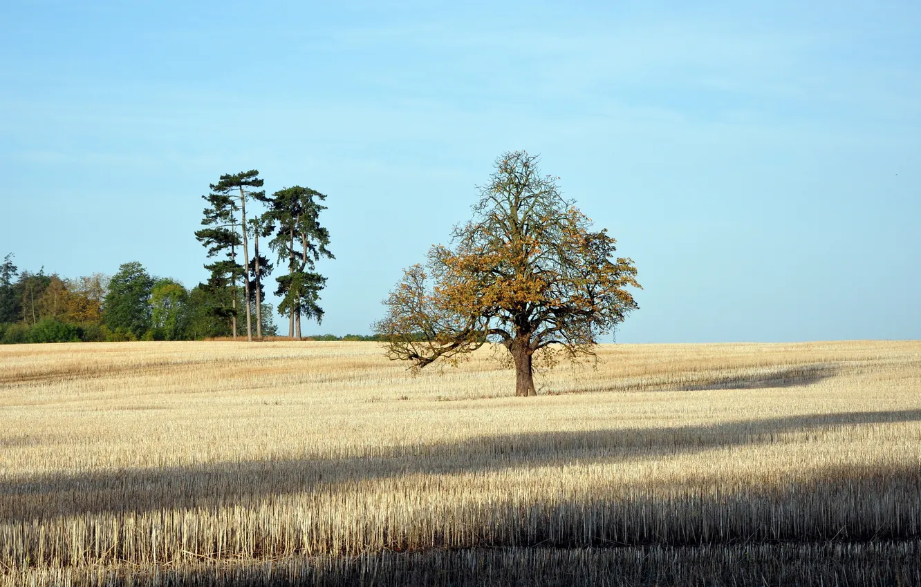 Фото обои поле, пейзаж, природа, дерево