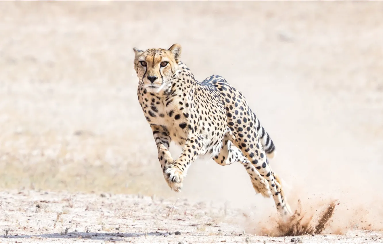 Фото обои прыжок, хищник, гепард, jump, cat, predator, gepard, не спеша