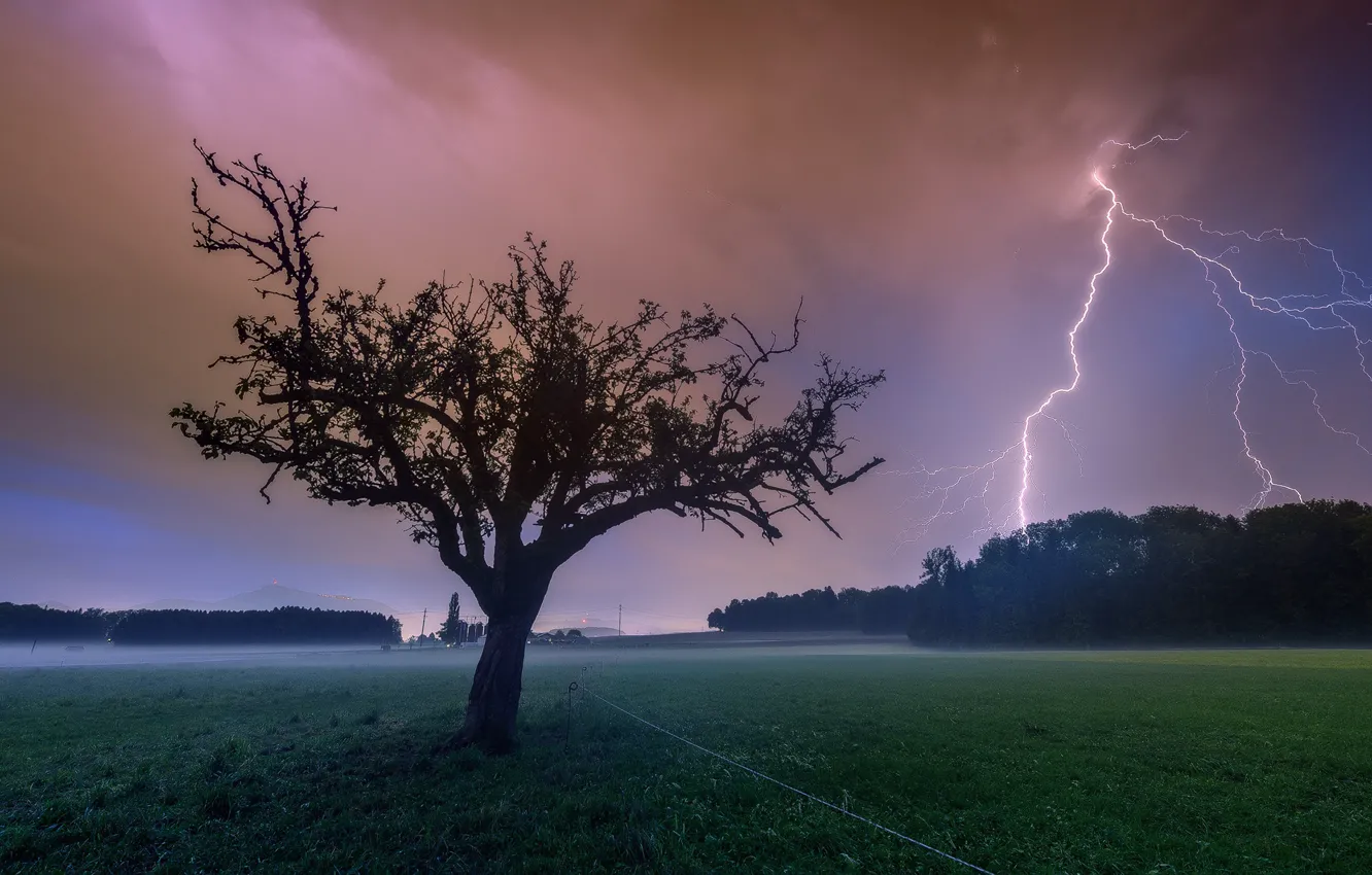 Фото обои ночь, дерево, молния
