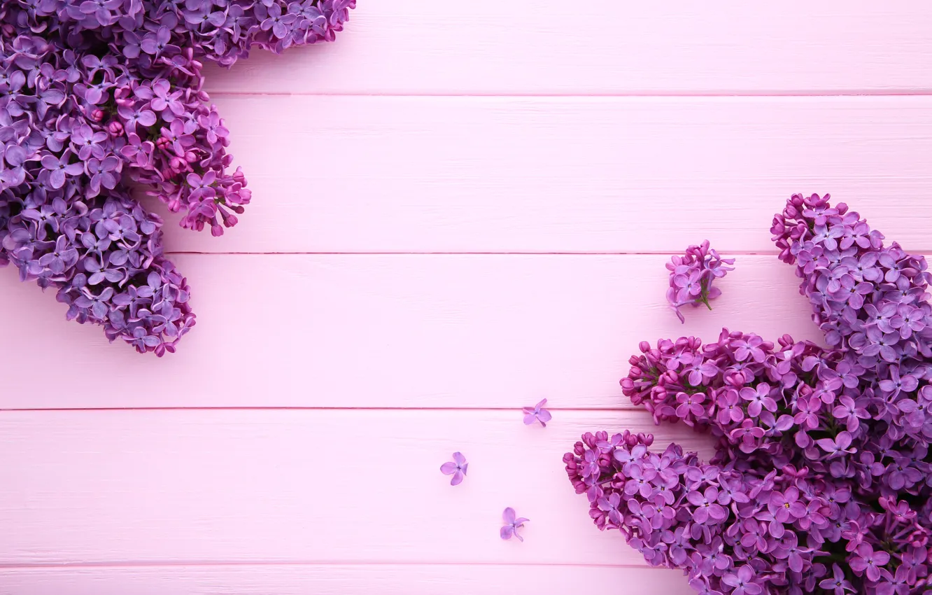 Фото обои цветы, фон, розовый фон, wood, pink, flowers, сирень, purple