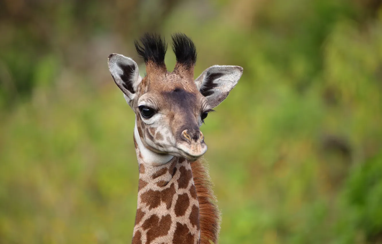 Фото обои giraffe, african, animal skin, cute animal, adorable animal, animal print
