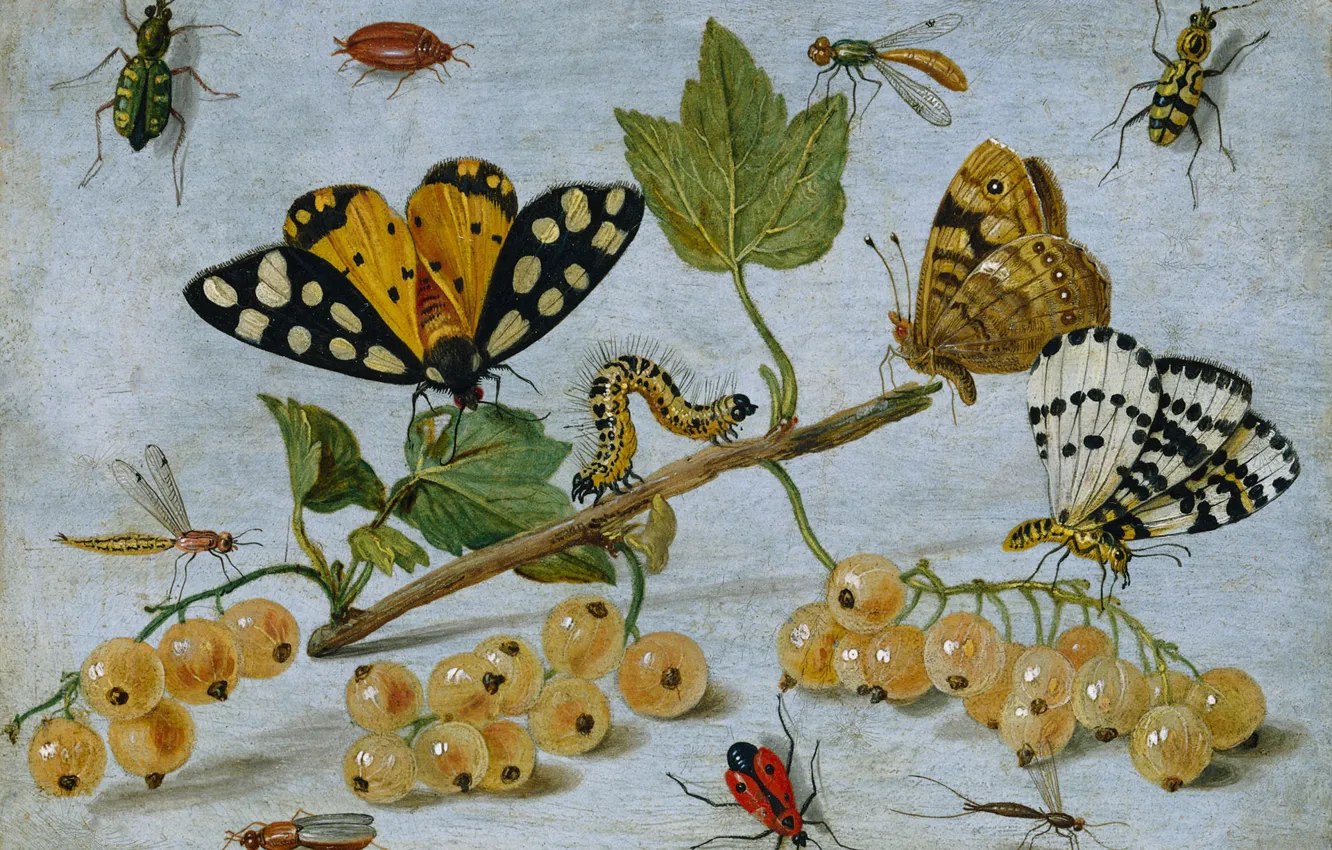 Фото обои гусеница, ягоды, бабочка, масло, картина, натюрморт, смородина, Ян ван Кессель старший