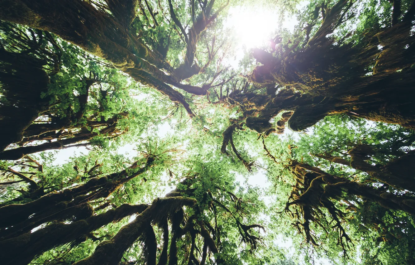 Фото обои лес, деревья, природа, Olympic National Park, Hoh Rain Forest