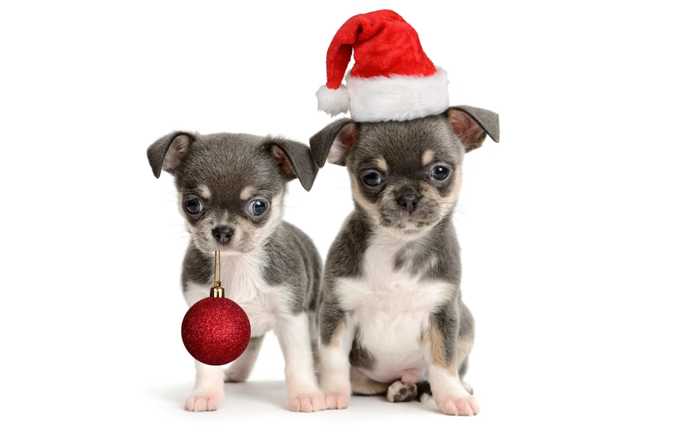 Фото обои животные, собаки, красный, праздник, игрушка, новый год, шарик, щенки